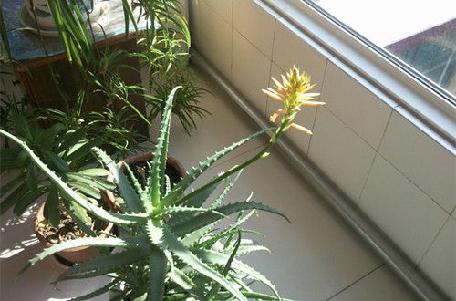 芦荟会开花吗 芦荟不开花是怎么回事