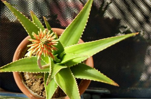 芦荟会开花吗 芦荟不开花是怎么回事