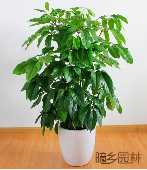 合肥招财树   绿植租赁 /花卉租摆 /植物出租 /租花/ 办公室租花 /公司租花